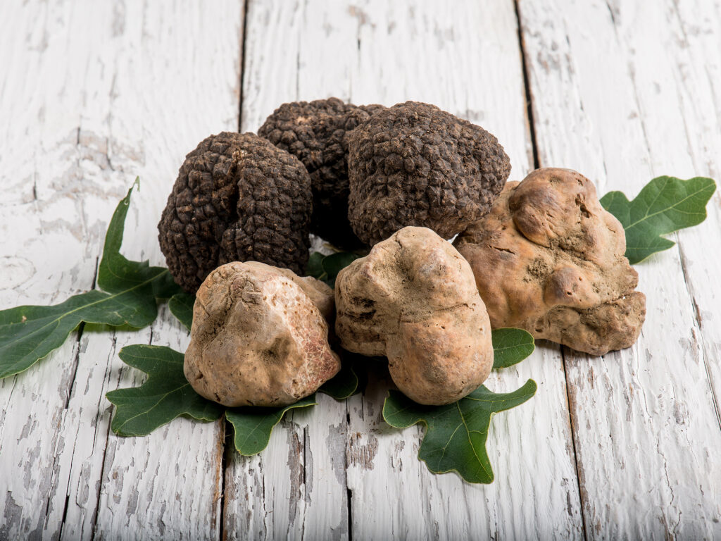 Cos'è il tartufo e quali sono i tipi più conosciuti ed apprezzati